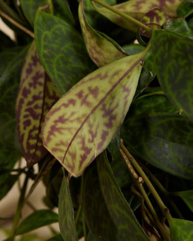 Aeschynanthus Schamblume Marmoratus