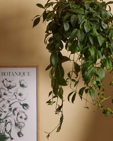 Aeschynanthus Schamblume Marmoratus