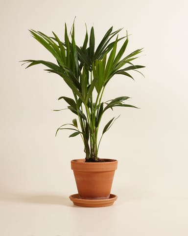Palm Howea Fosteriana Kentia