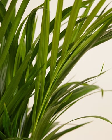 Dypsis Goldfruchtpalme  Lutescens