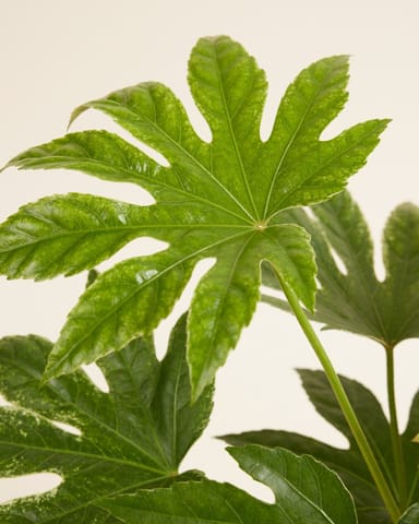 Fatsia Zimmeraralie Japonica 'Spiderweb'
