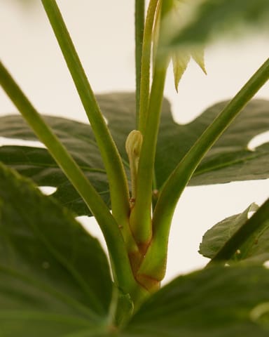 Fatsia Zimmeraralie Japonica 'Spiderweb'