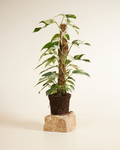Epipremnum Efeutute Pinnatum Marble Variegata