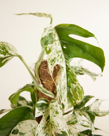 Epipremnum Efeutute Pinnatum Marble Variegata