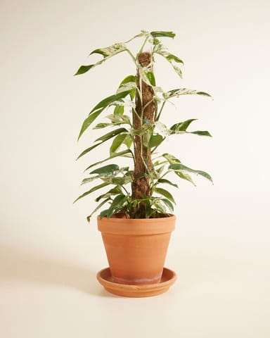 Epipremnum Efeutute Pinnatum Marble Variegata