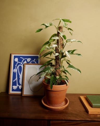 Epipremnum Efeutute Pinnatum Marble Variegata