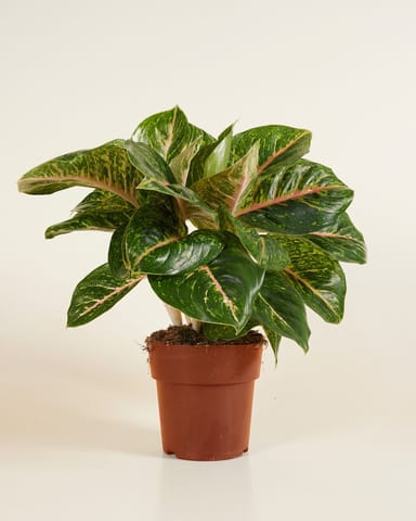 Agloanema Kolbenfaden Spring Red