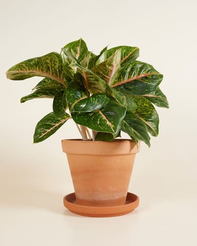 Agloanema Kolbenfaden Spring Red