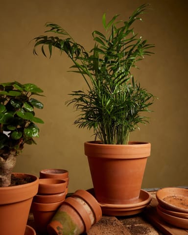 Chamaedorea Elegans
