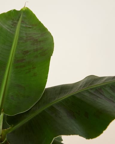Musa Tropicana