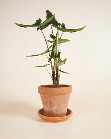 Alocasia Elephant Ears Tigrini