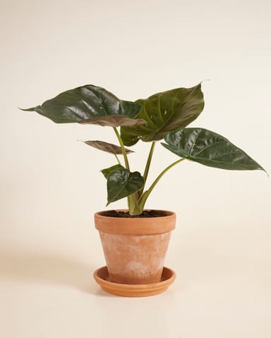 Alocasia Elephant Ears Wentii