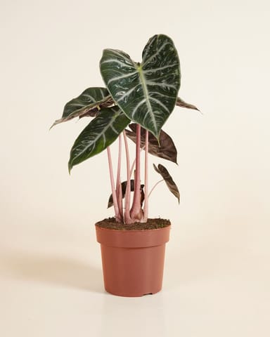 Alocasia Elephant Ears Pink Dragon 
