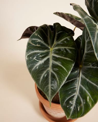Alocasia Elephant Ears Pink Dragon 