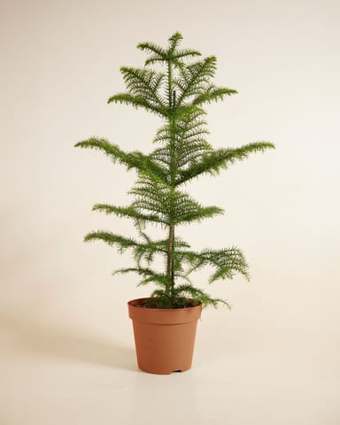 Araucaria Norfolk Island Pine Heterophylla