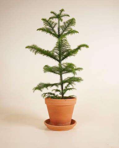 Araucaria Norfolk Island Pine Heterophylla