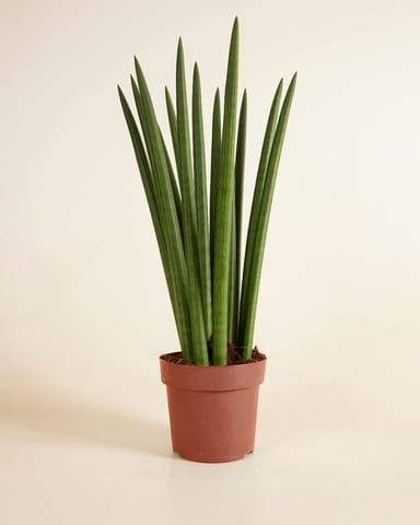 Sansevieria Afrikanischer Speer Cylindrica ‘Straight’