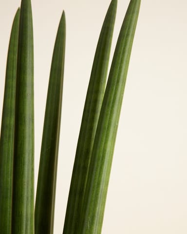 Sansevieria Afrikanischer Speer Cylindrica ‘Straight’