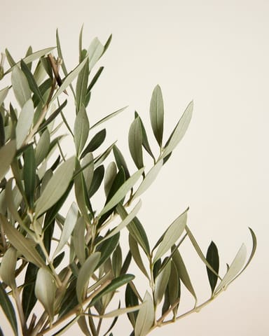 Olea Europaea