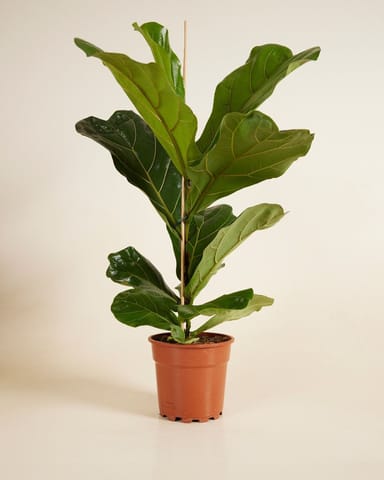 Ficus Geigenfeige Lyrata