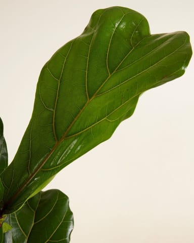 Ficus Geigenfeige Lyrata