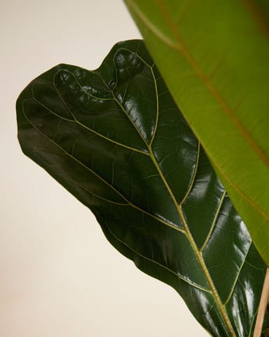 Ficus Geigenfeige Lyrata