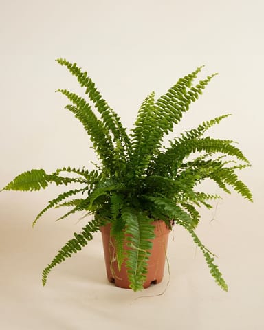 Nephrolepis Schwertfarn Exaltata Green Lady