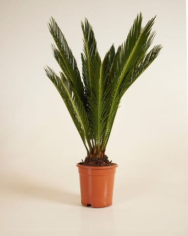 Cycas Palmfarne Revoluta