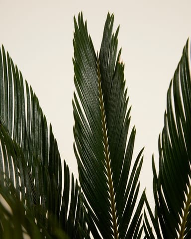 Cycas Palmfarne Revoluta