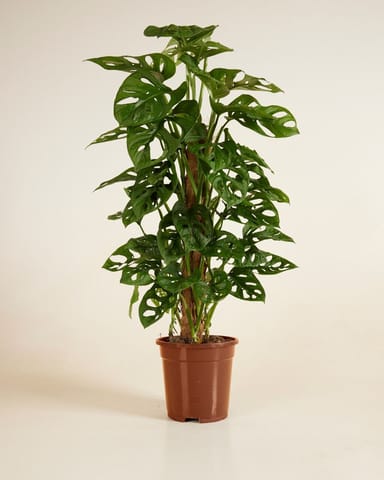 Monstera Fensterblatt Adansonii