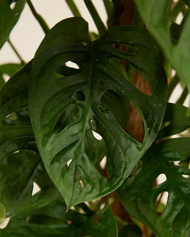 Monstera Fensterblatt Adansonii