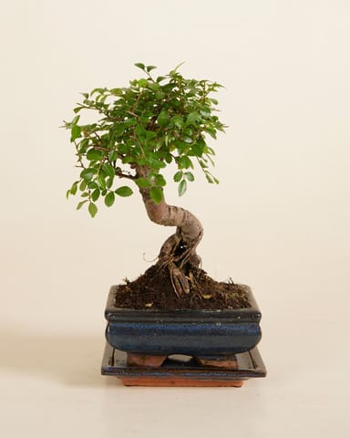 Zelkova Parvifolia