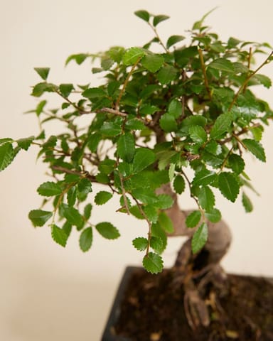 Zelkova Parvifolia