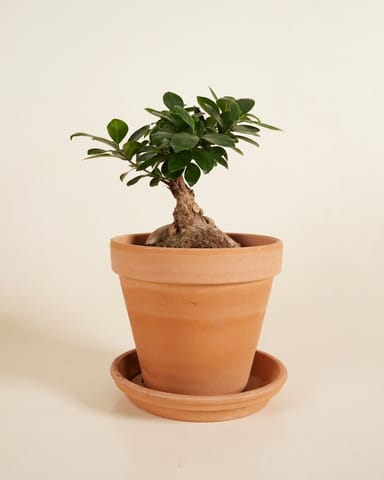 Ficus Ginseng