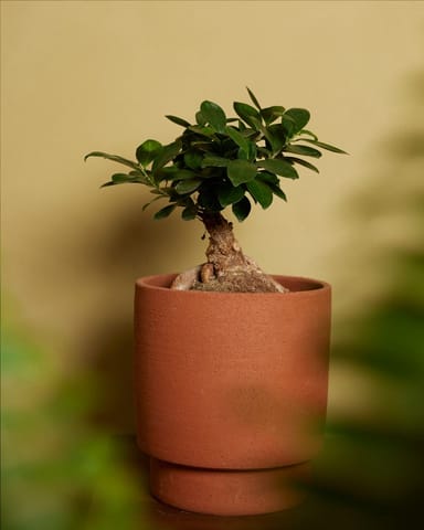 Ficus Ginseng