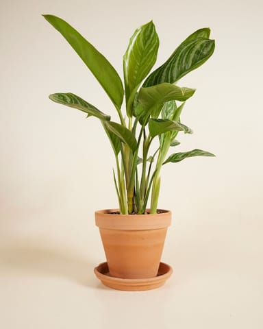 Aglaonema Kolbenfaden Stripes
