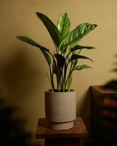 Aglaonema Kolbenfaden Stripes