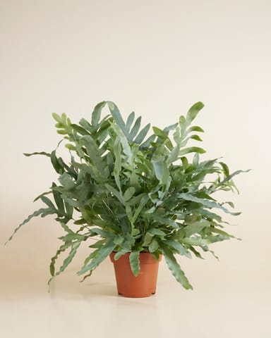 Phlebodium Blaufarn Aureum Blue Star