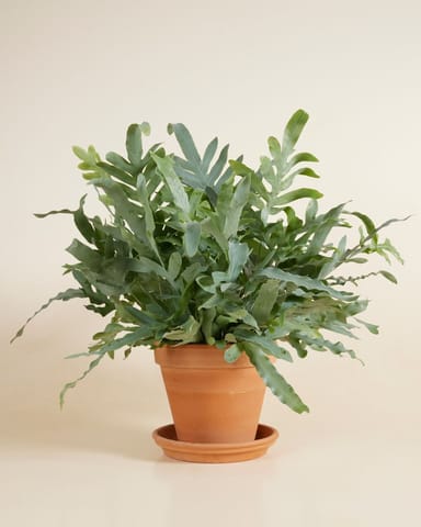 Phlebodium Blaufarn Aureum Blue Star