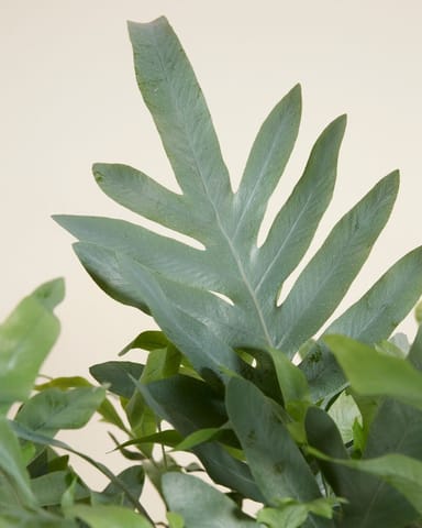 Phlebodium Blaufarn Aureum Blue Star