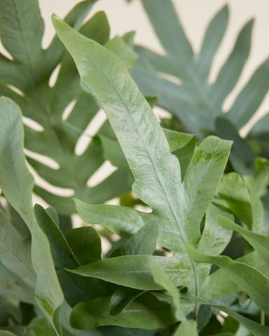 Phlebodium Blaufarn Aureum Blue Star