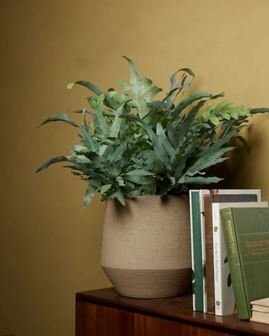 Phlebodium Blaufarn Aureum Blue Star