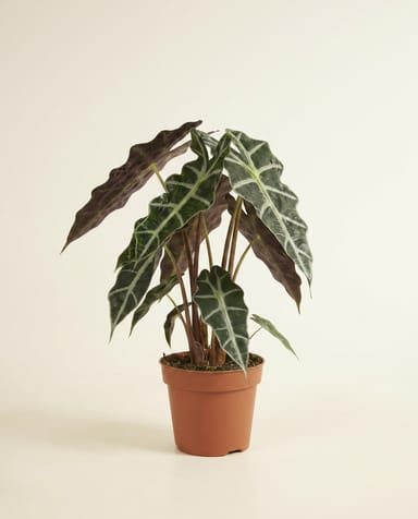Alocasia Pfeilblätter Polly