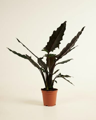 Alocasia Pfeilblätter Lauterbachiana