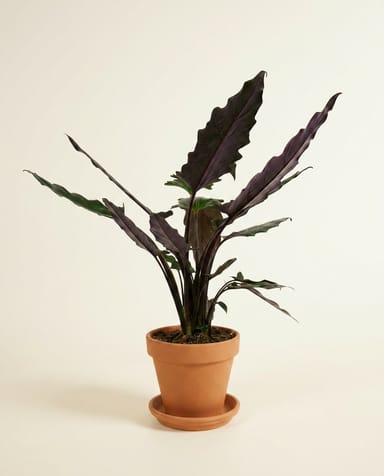 Alocasia Pfeilblätter Lauterbachiana