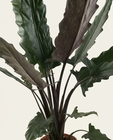 Alocasia Pfeilblätter Lauterbachiana