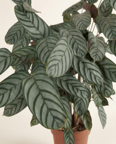Calathea Pfeilwurz Compactstar