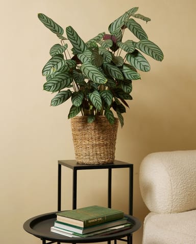 Calathea Pfeilwurz Compactstar