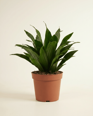 Dracaena Drachenbäume Compacta