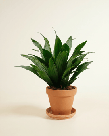 Dracaena Drachenbäume Compacta